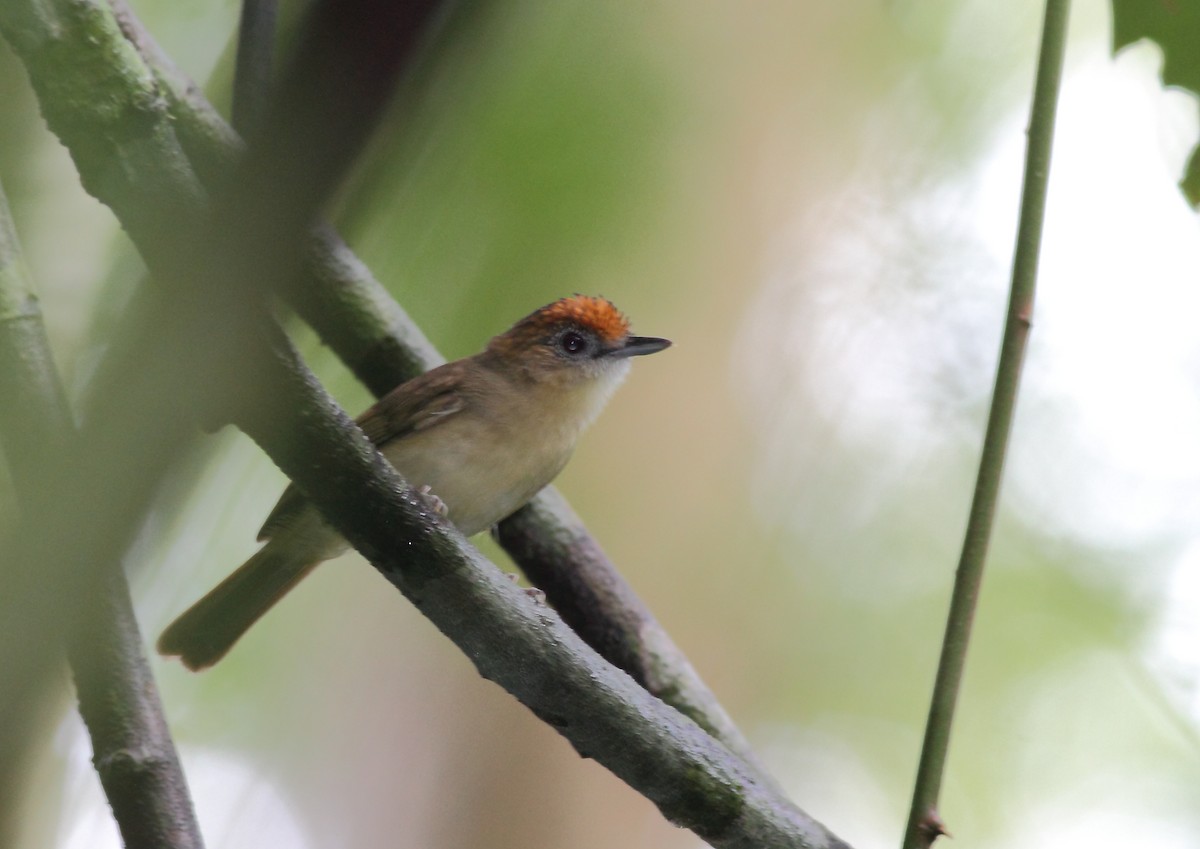 Scaly-crowned Babbler - Fran Trabalon