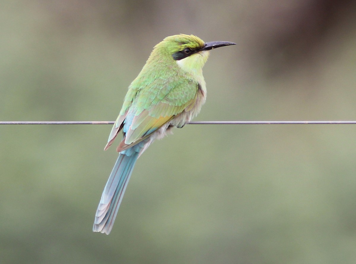 Swallow-tailed Bee-eater - ML205378331
