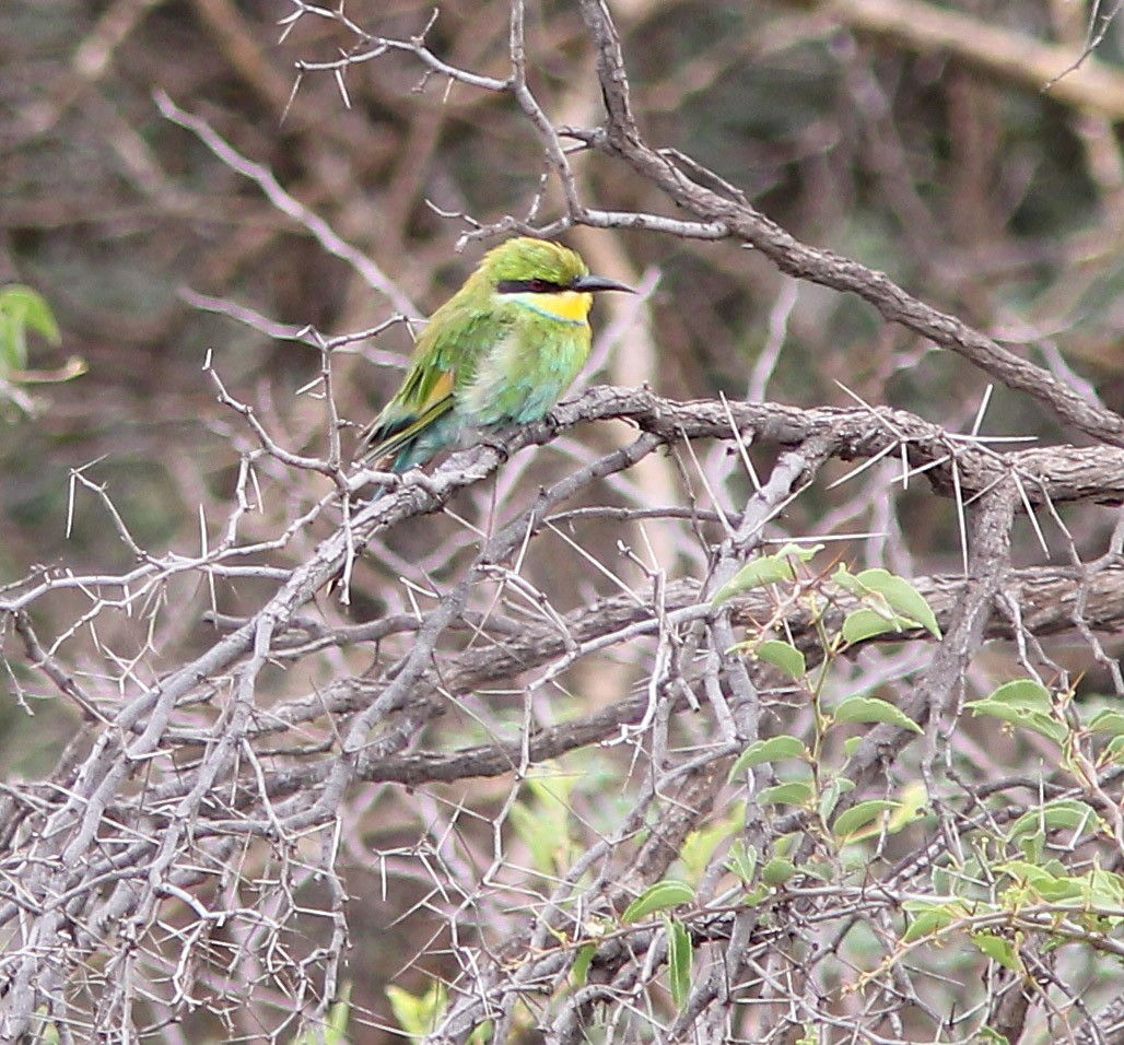 Swallow-tailed Bee-eater - ML205378341