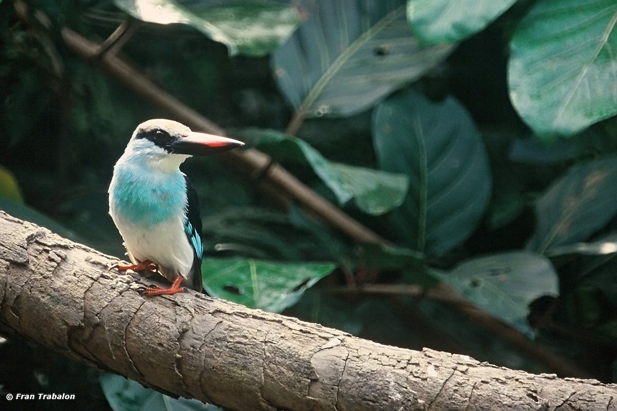 Blue-breasted Kingfisher - Fran Trabalon