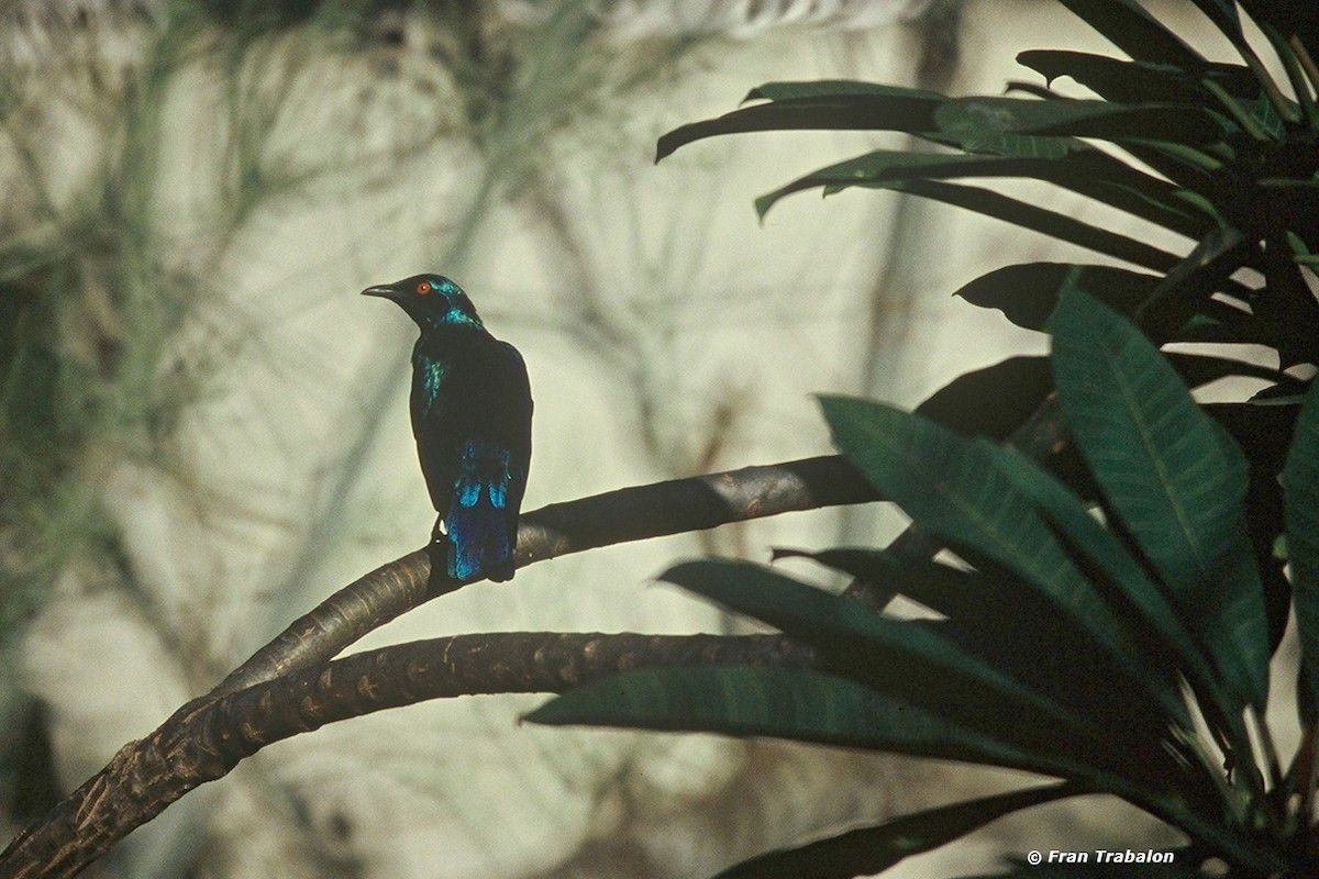 Lesser Blue-eared Starling (Lesser) - Fran Trabalon