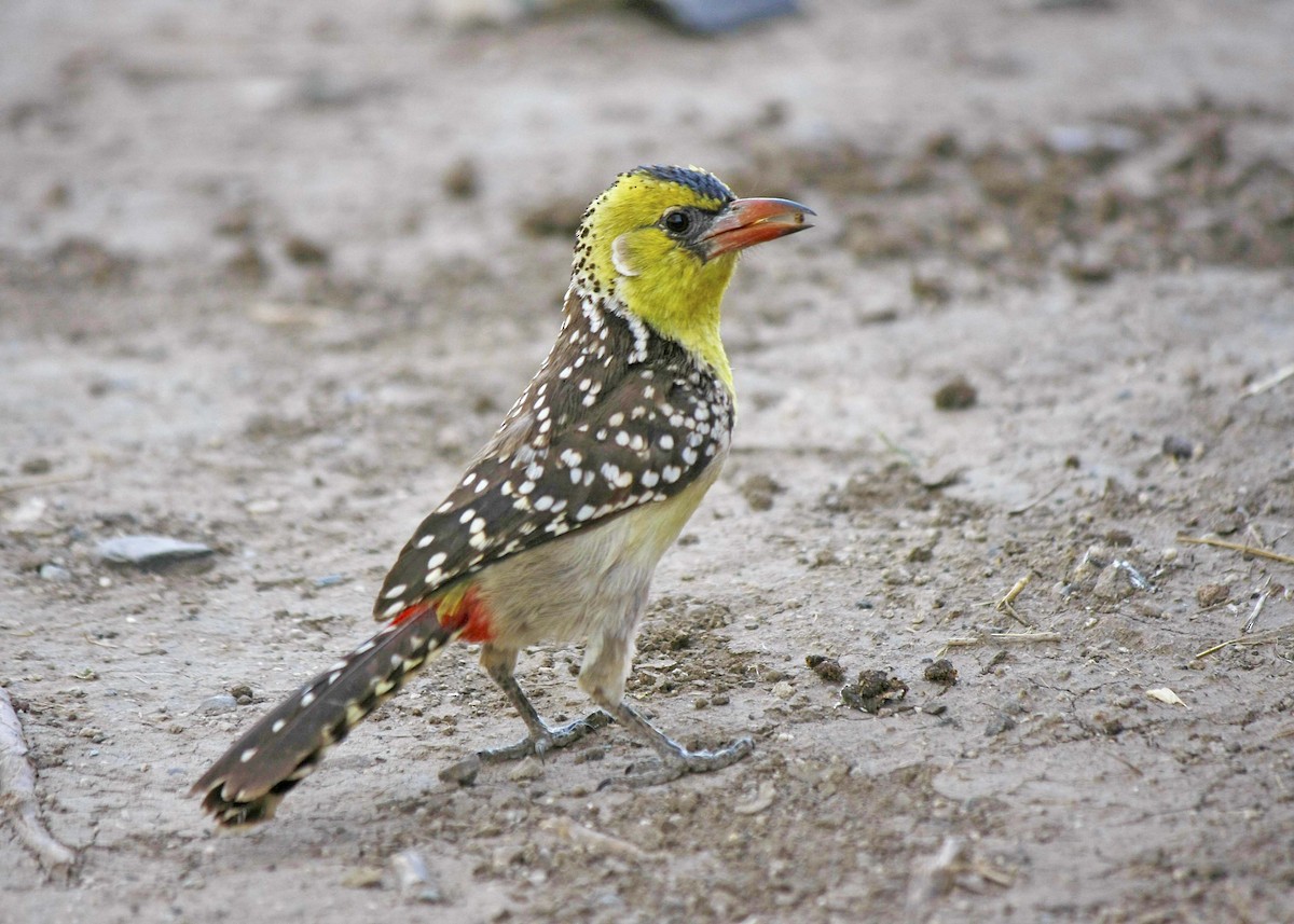 Yellow-breasted Barbet - ML205379511