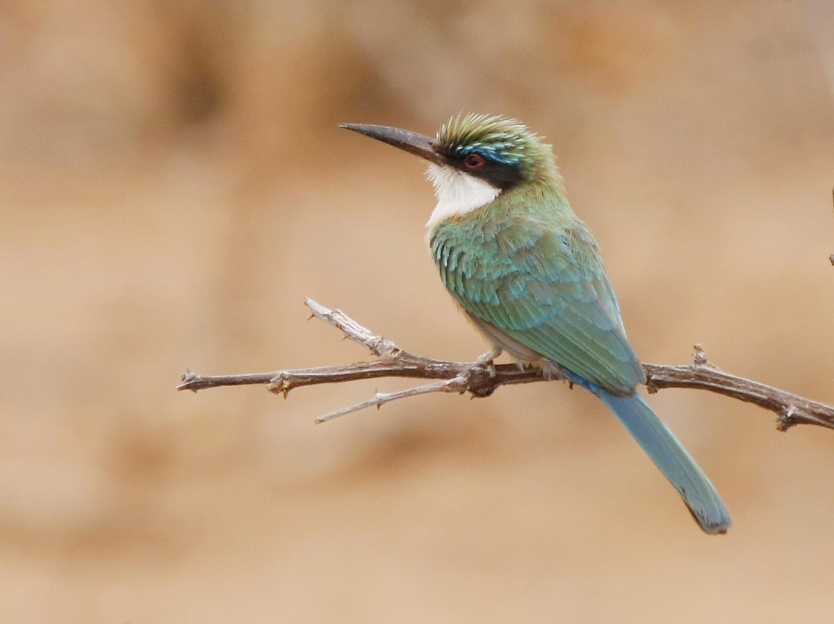 Somali Bee-eater - ML205379721