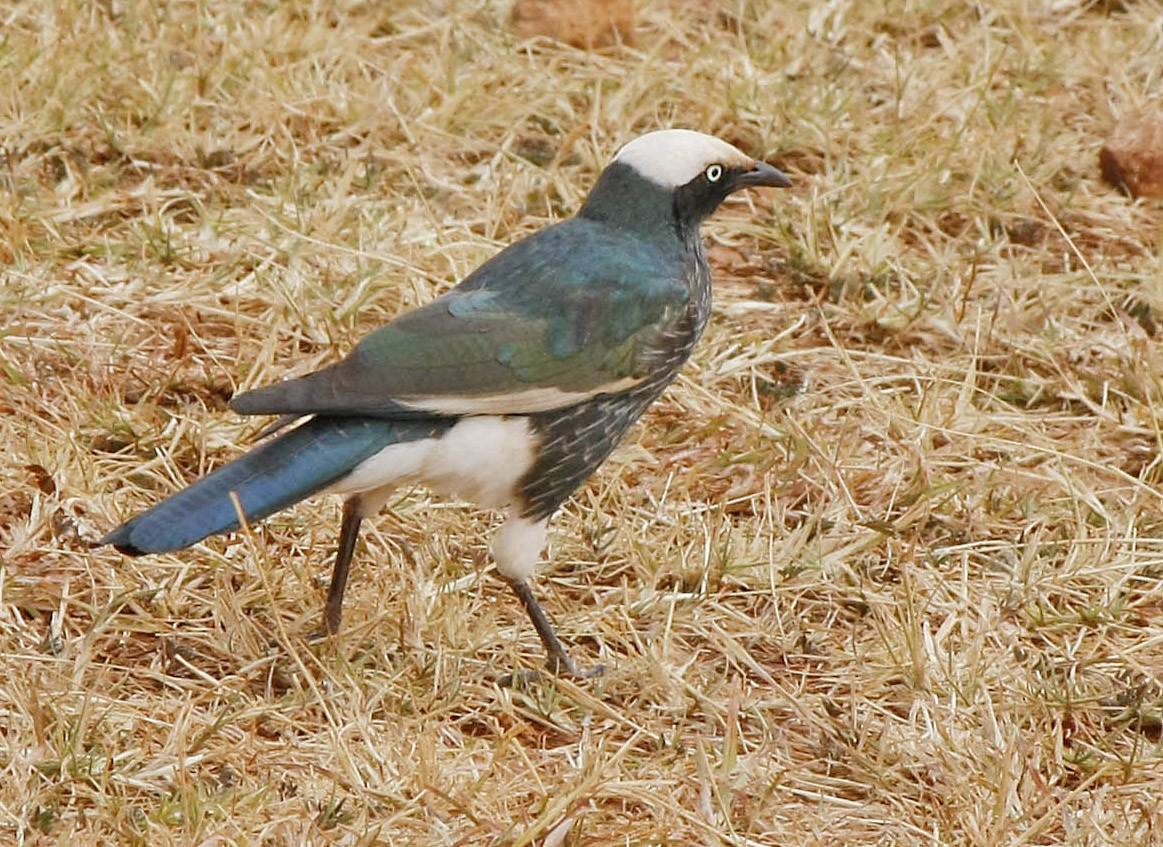White-crowned Starling - ML205379761