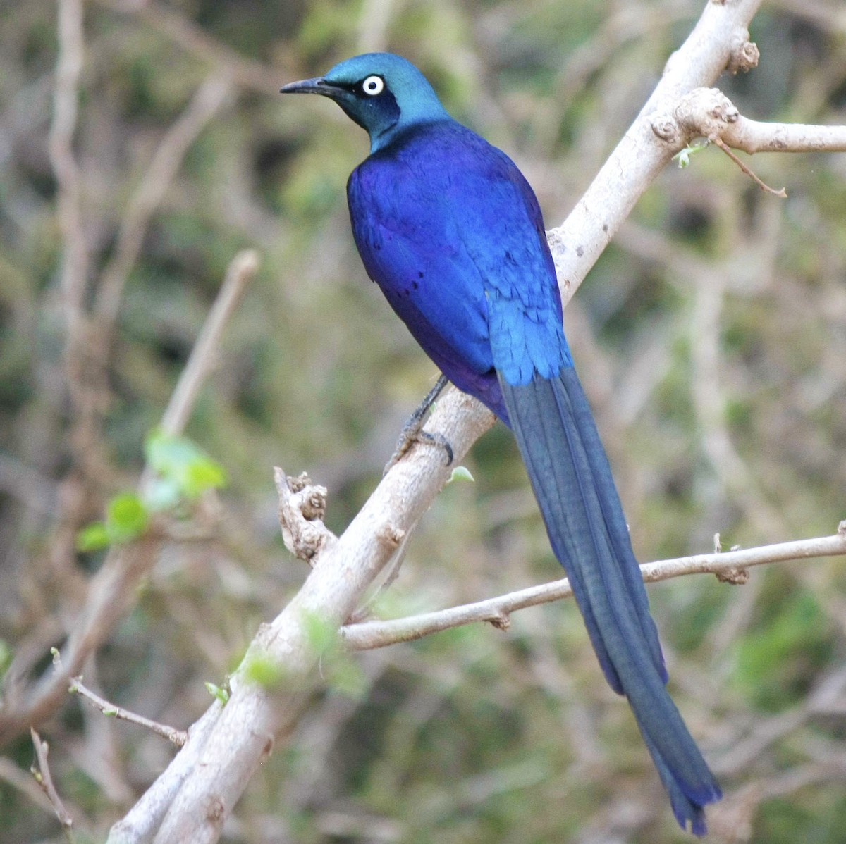 Golden-breasted Starling - ML205379811