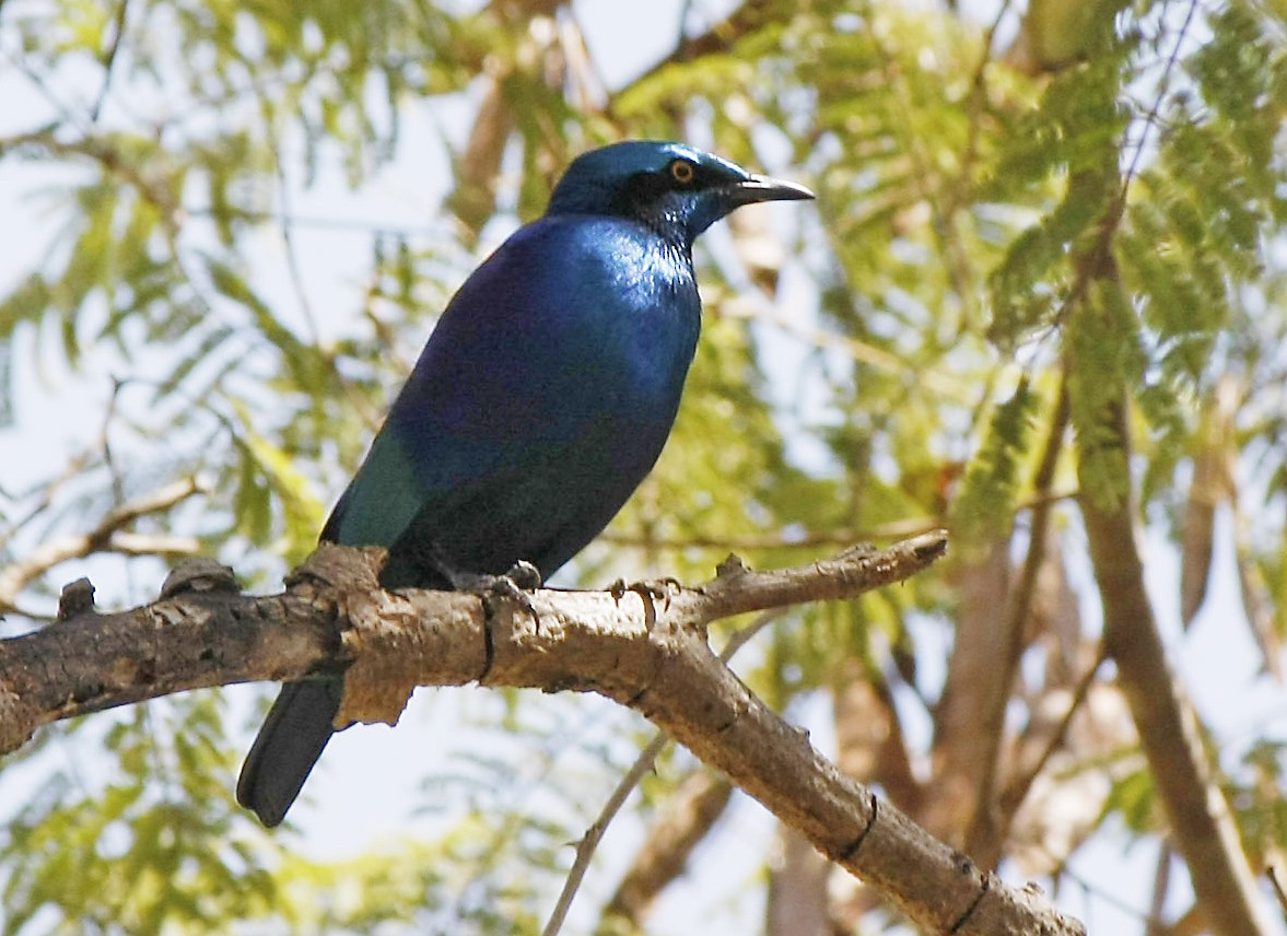 Lesser Blue-eared Starling (Lesser) - David Beadle