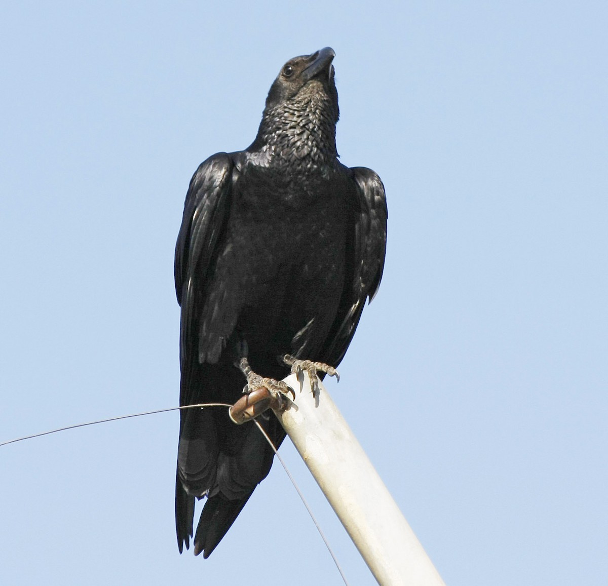 Fan-tailed Raven - David Beadle