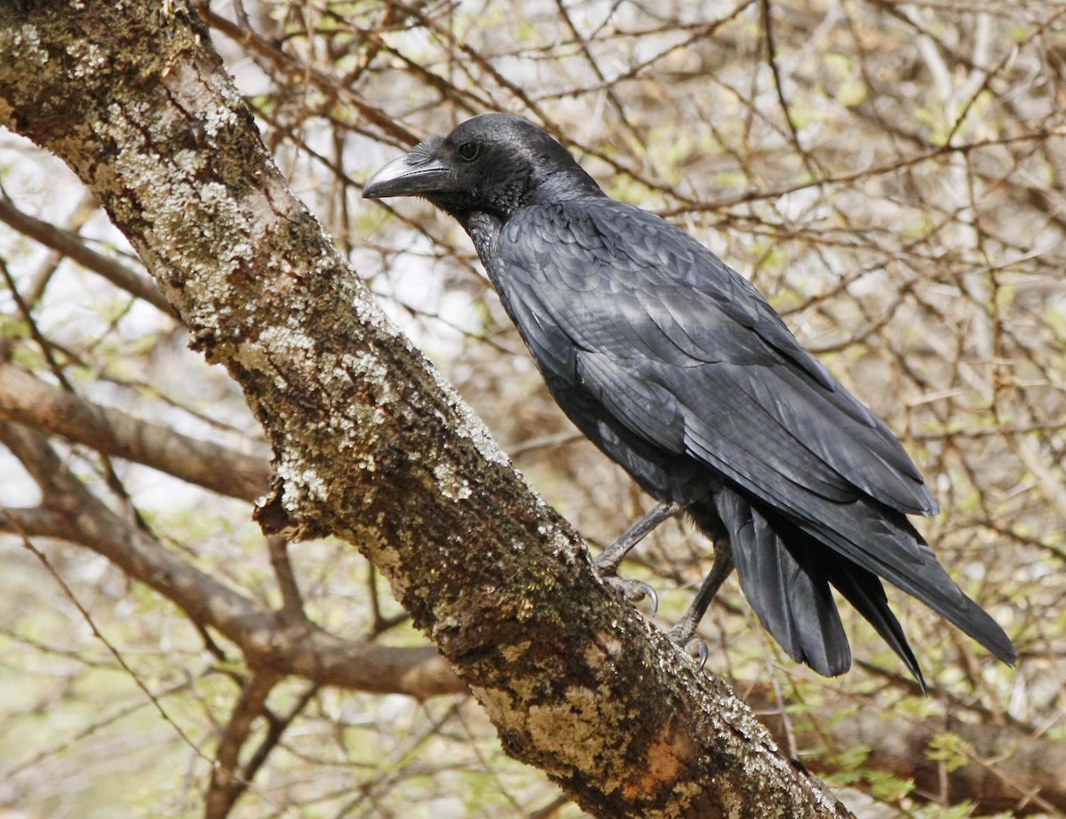 Fan-tailed Raven - David Beadle