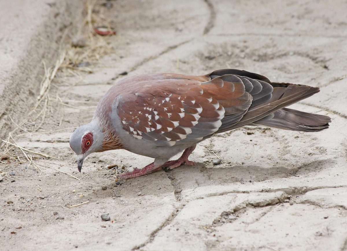 Speckled Pigeon - David Beadle