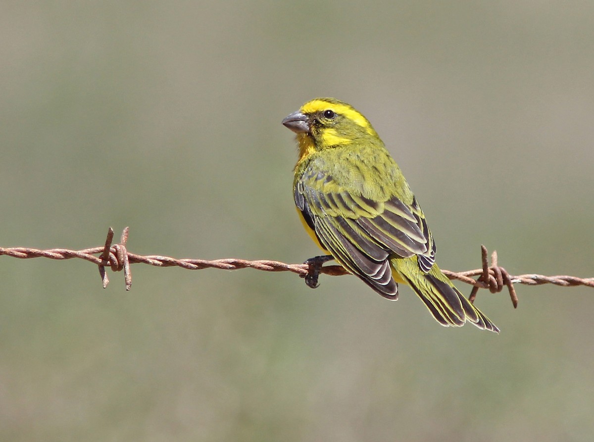 Yellow Canary - David Beadle