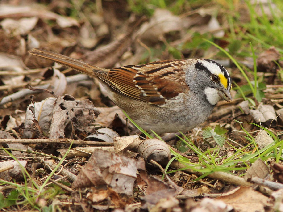 White-throated Sparrow - David Beadle