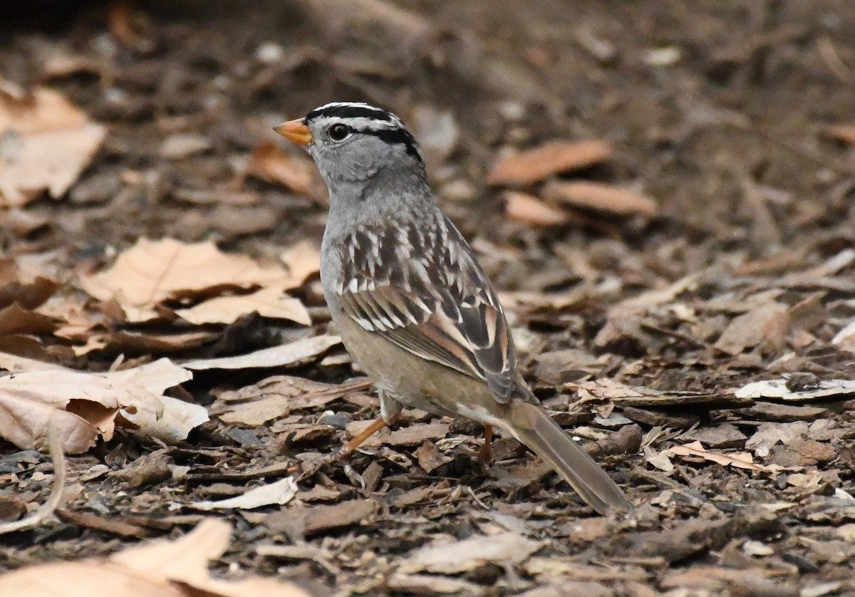White-crowned Sparrow - Theresa Bucher