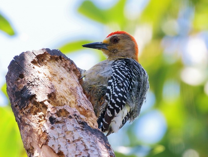 Red-crowned Woodpecker - ML205381831