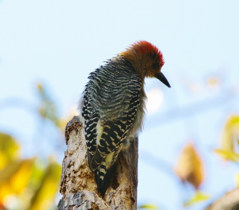 Red-crowned Woodpecker - Margareta Wieser