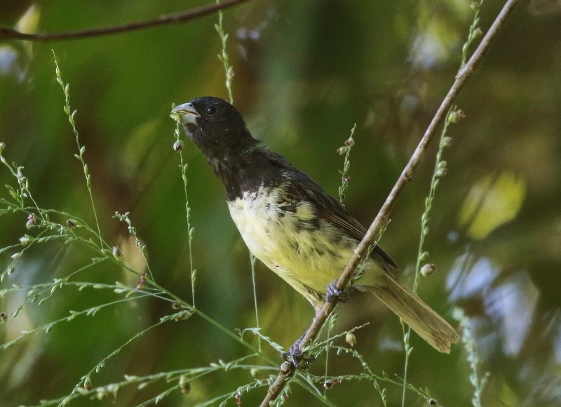 Yellow-bellied Seedeater - ML205381931