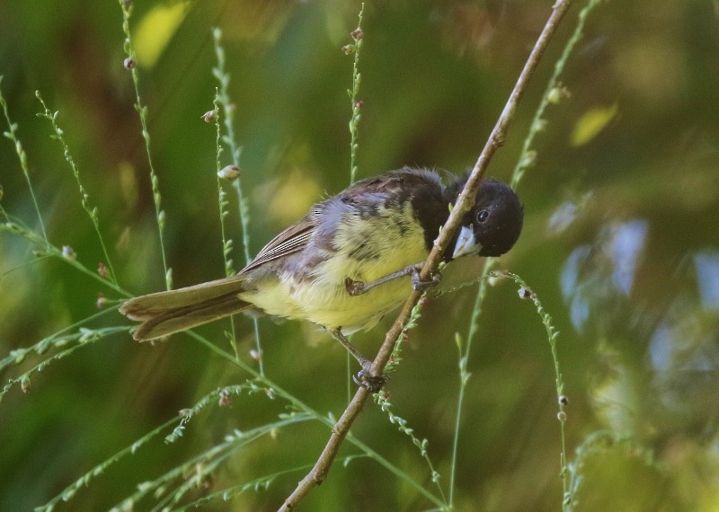 Yellow-bellied Seedeater - ML205381941