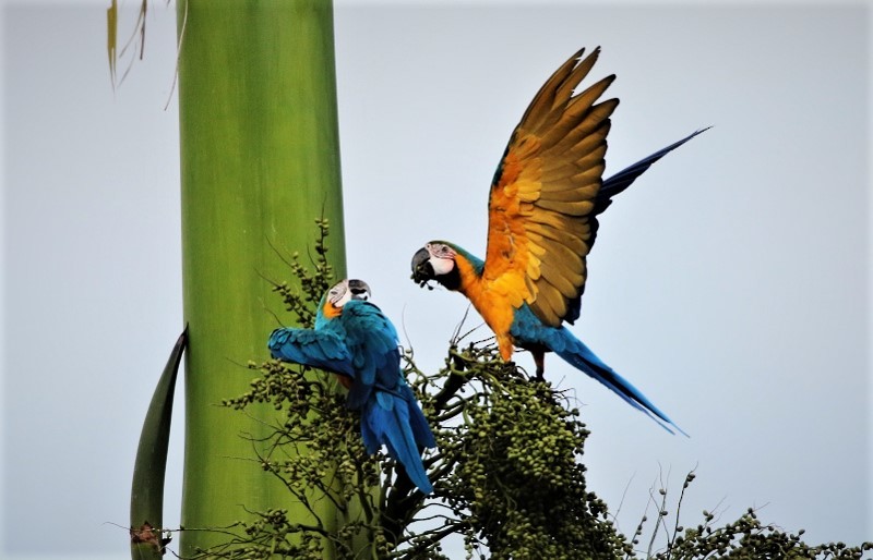 Blue-and-yellow Macaw - Margareta Wieser