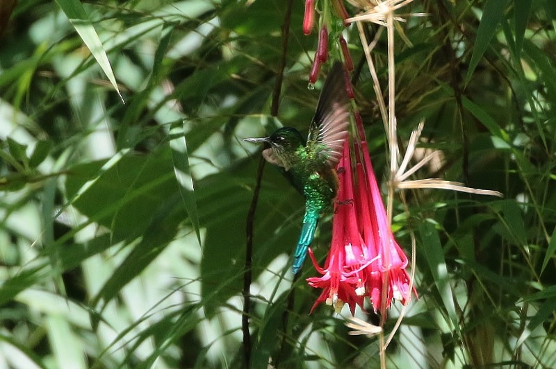 Long-tailed Sylph - ML205382221