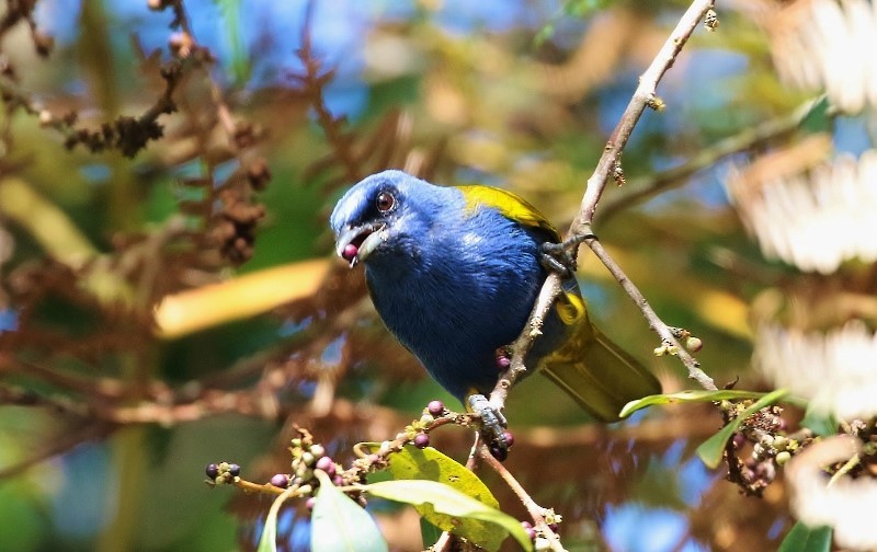 Blue-capped Tanager - ML205382341