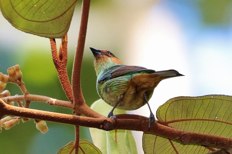 Rufous-cheeked Tanager - ML205382501