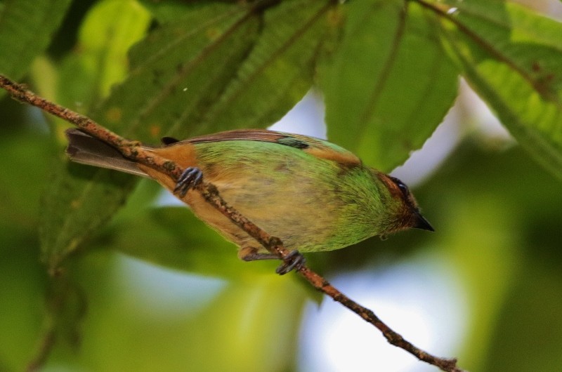 Rufous-cheeked Tanager - ML205382511