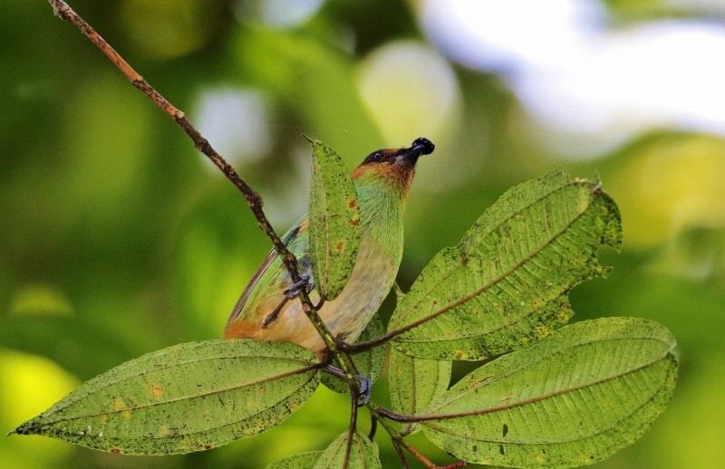 Rufous-cheeked Tanager - ML205382521