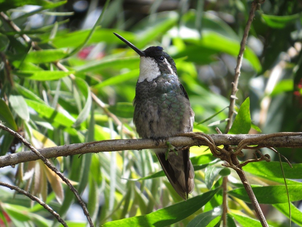 White-throated Mountain-gem (Gray-tailed) - ML205382641
