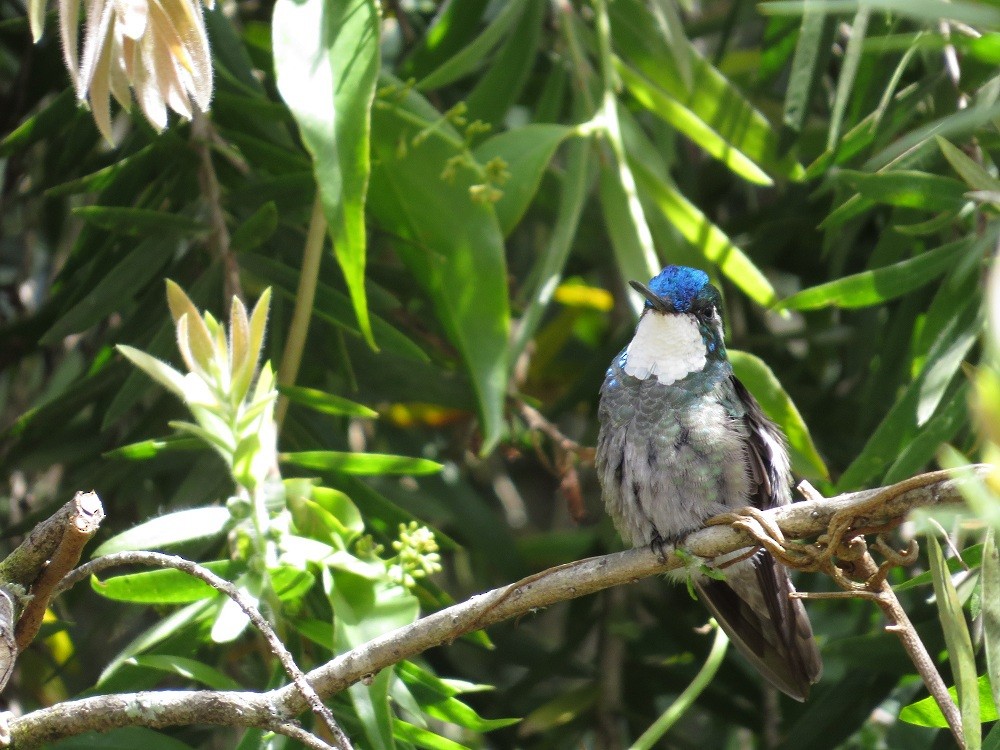 White-throated Mountain-gem (Gray-tailed) - ML205382651