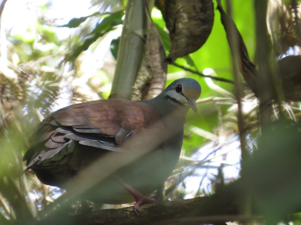 Buff-fronted Quail-Dove - ML205382661