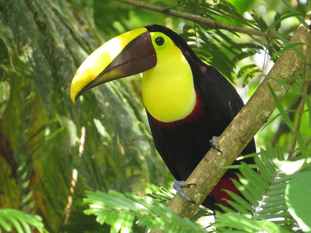 Yellow-throated Toucan (Chestnut-mandibled) - ML205382711
