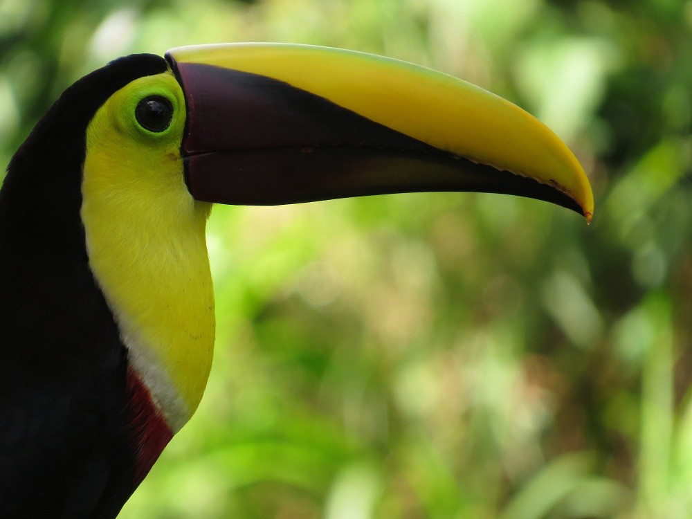 Yellow-throated Toucan (Chestnut-mandibled) - ML205382721