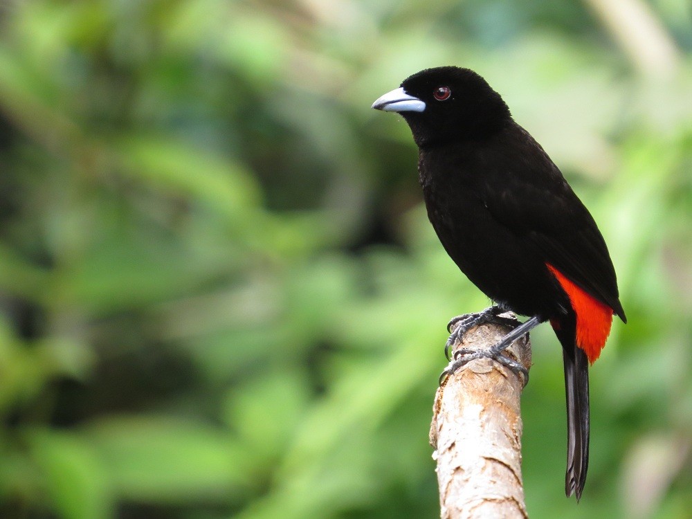 Scarlet-rumped Tanager (Passerini's) - ML205382761