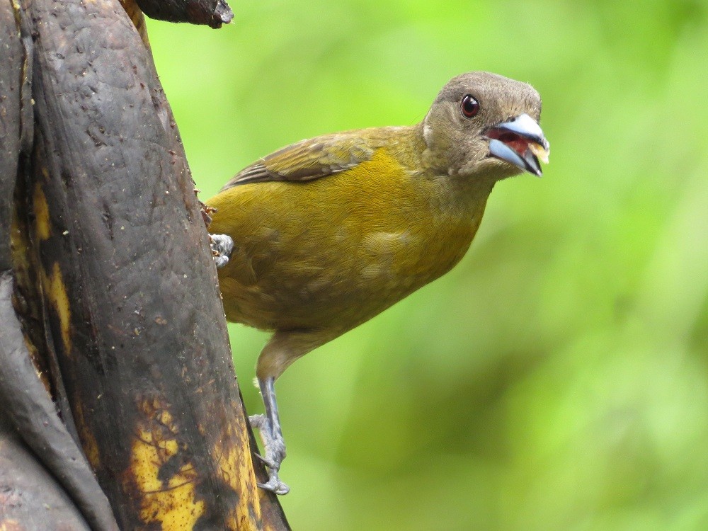 Scarlet-rumped Tanager (Passerini's) - ML205382771
