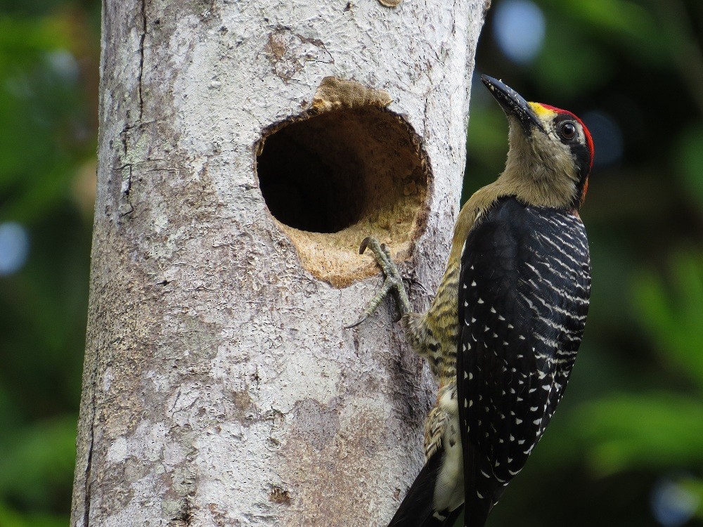 Black-cheeked Woodpecker - ML205382811