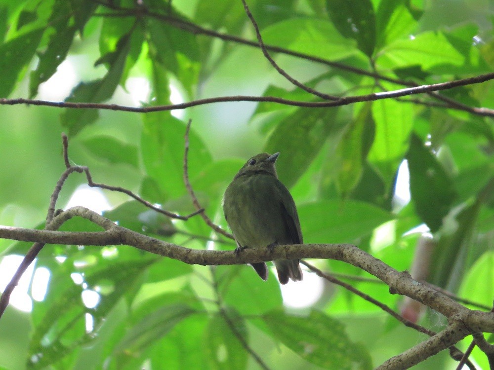Red-capped Manakin - ML205382991