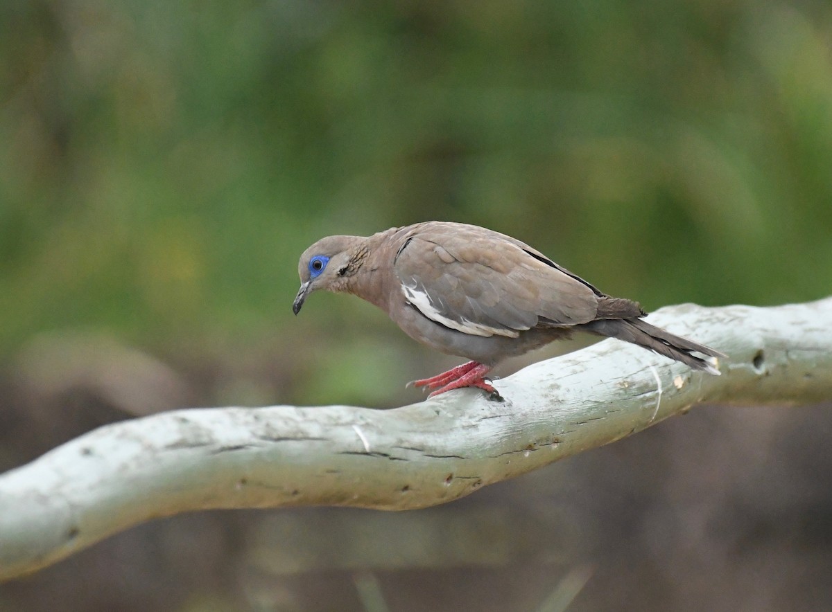 West Peruvian Dove - Theresa Bucher