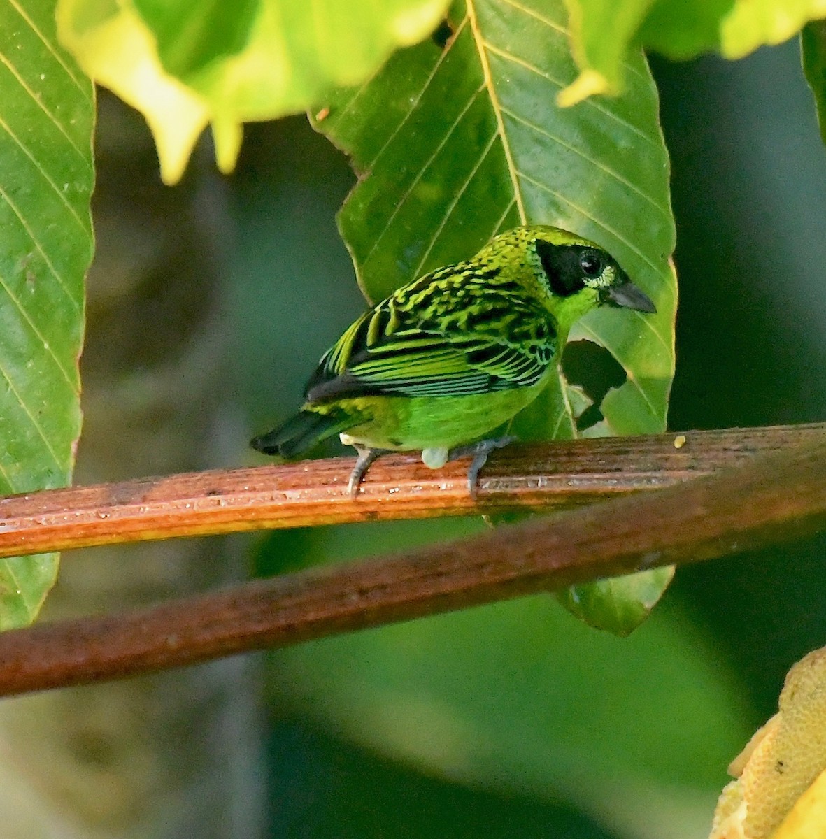 Green-and-gold Tanager - Theresa Bucher