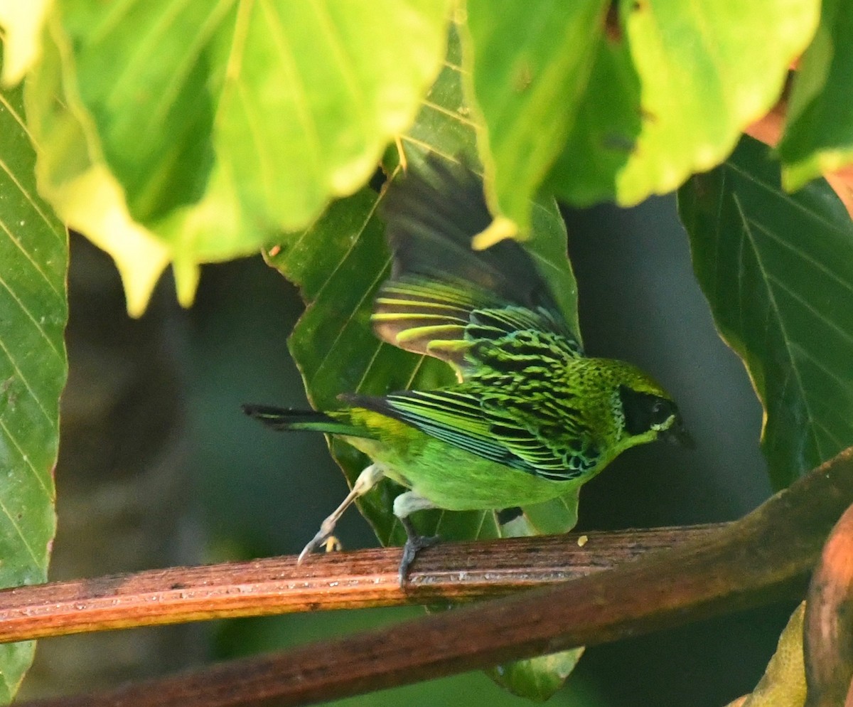 Green-and-gold Tanager - ML205383671