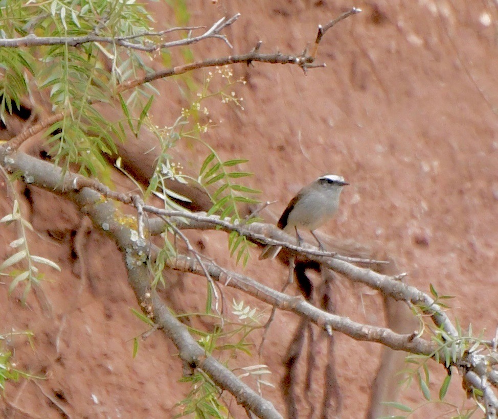 White-browed Chat-Tyrant - ML205383801