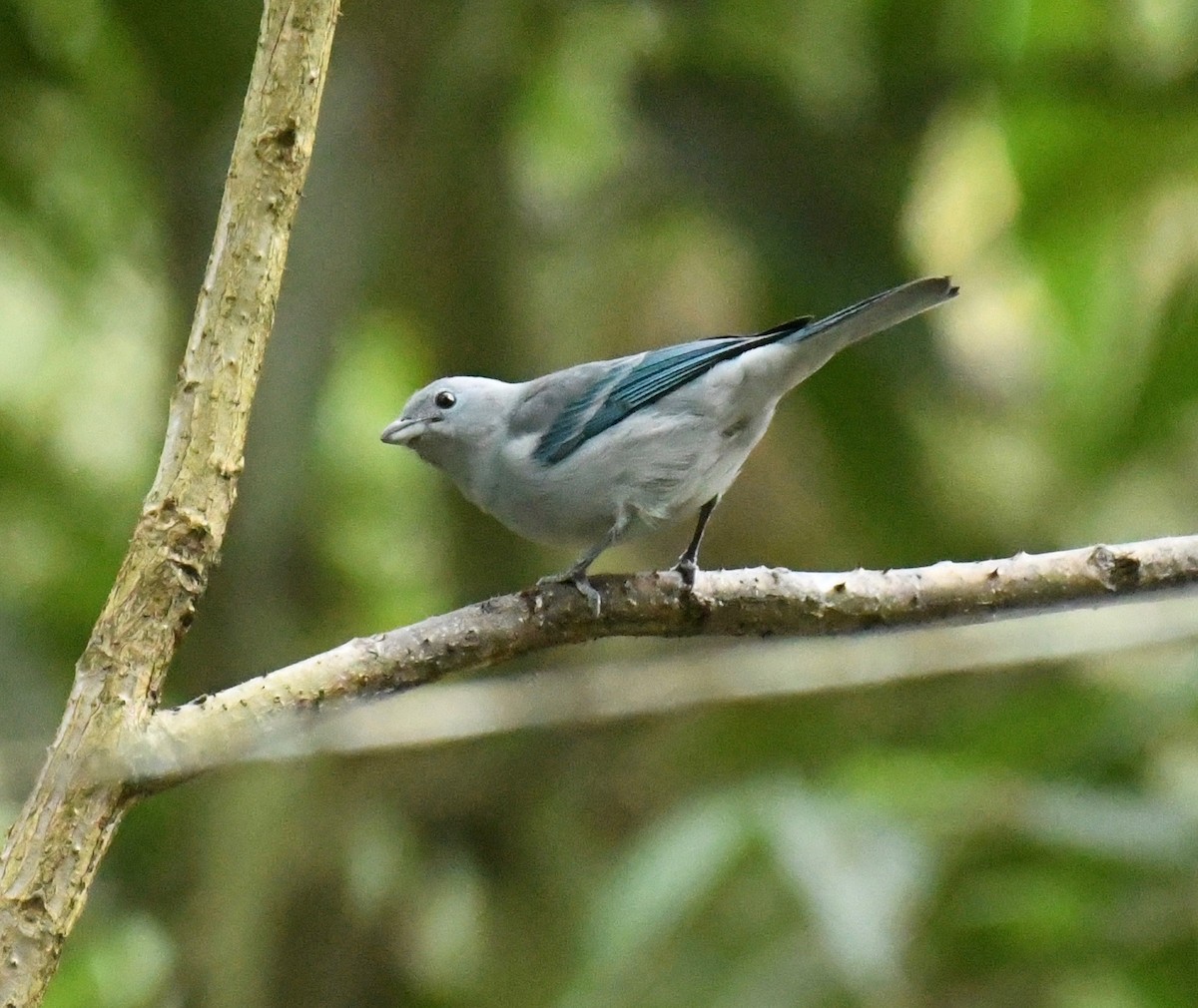 Blue-gray Tanager (White-edged) - ML205383841