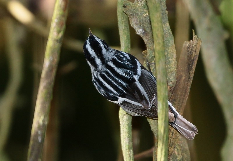 Black-and-white Warbler - ML205384001