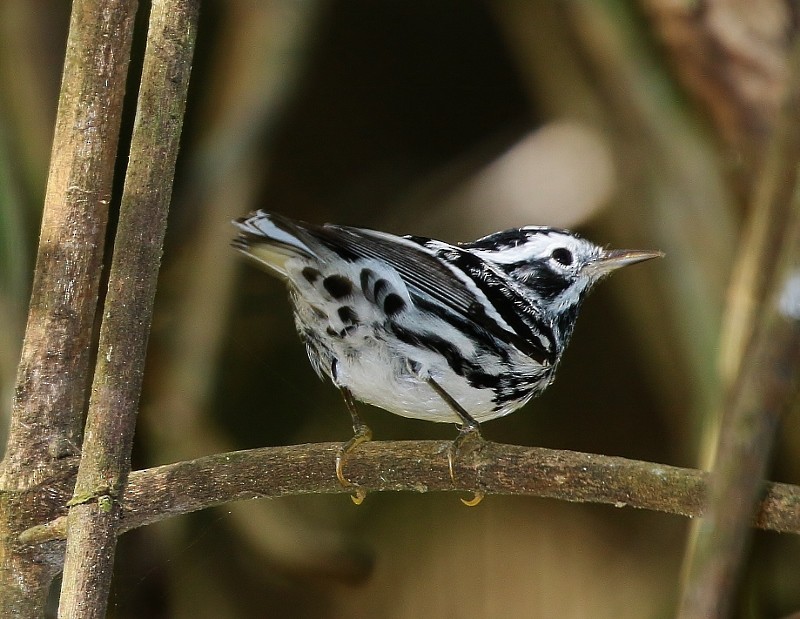 Black-and-white Warbler - ML205384011