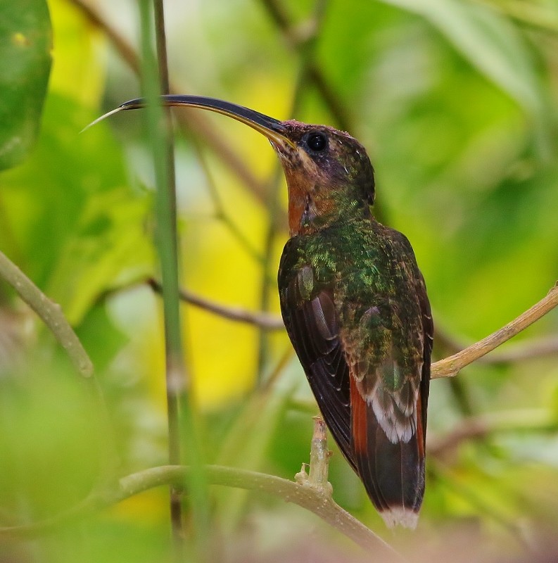 Rufous-breasted Hermit - ML205384381