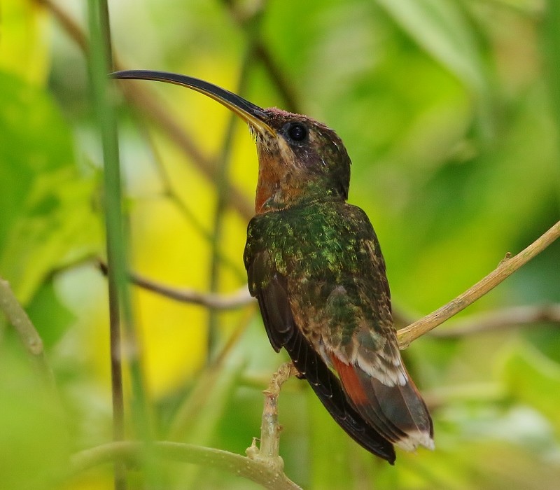 Rufous-breasted Hermit - ML205384391