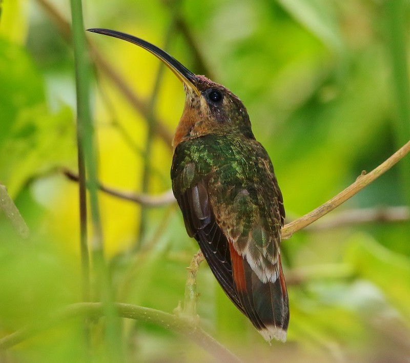 Rufous-breasted Hermit - ML205384401
