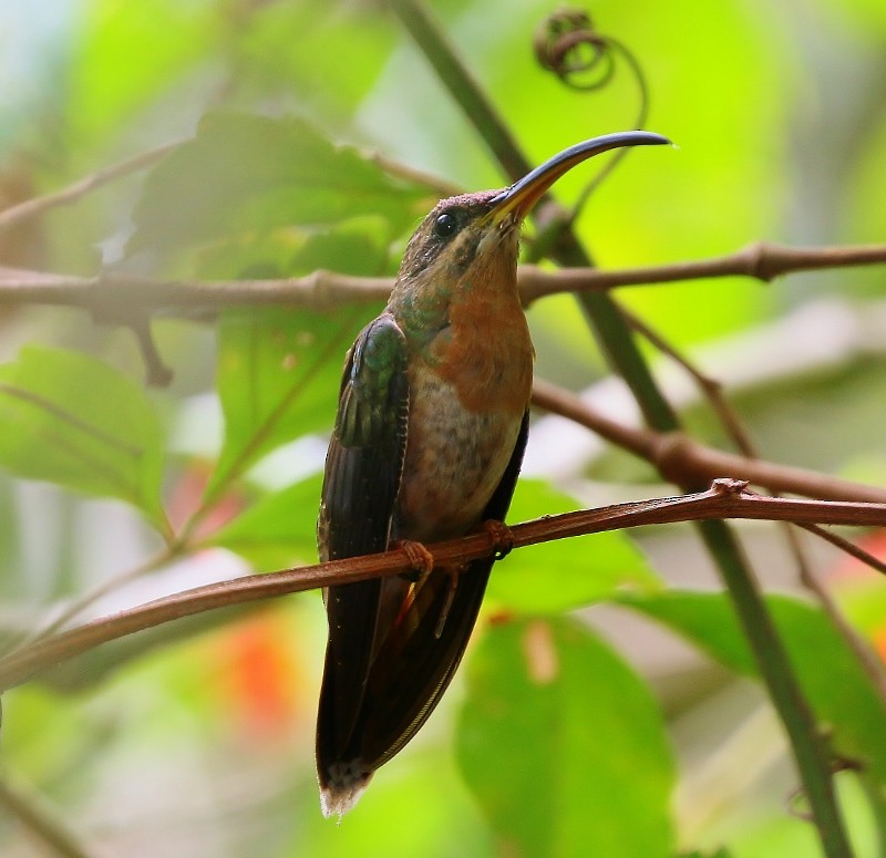 Rufous-breasted Hermit - ML205384411