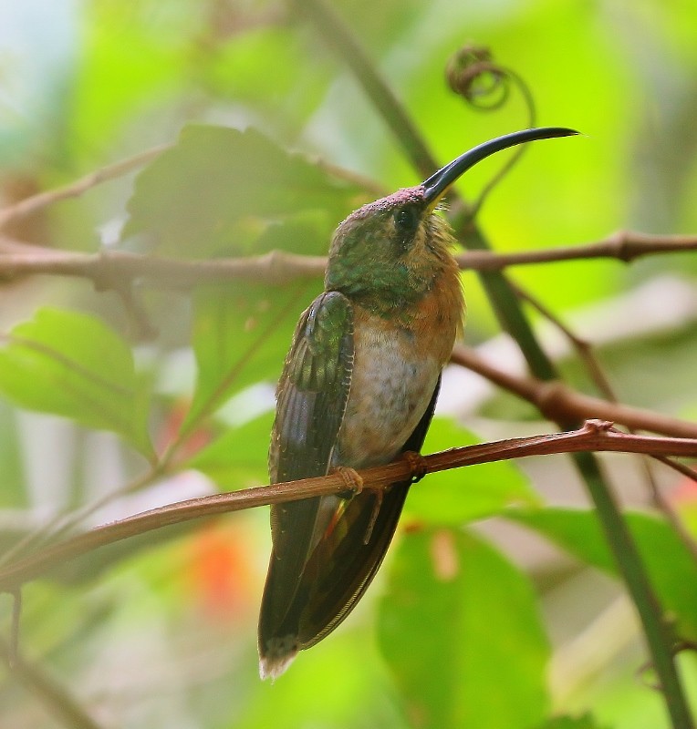 Rufous-breasted Hermit - ML205384421