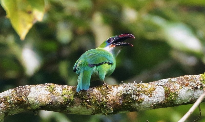 Groove-billed Toucanet (Groove-billed) - ML205384651