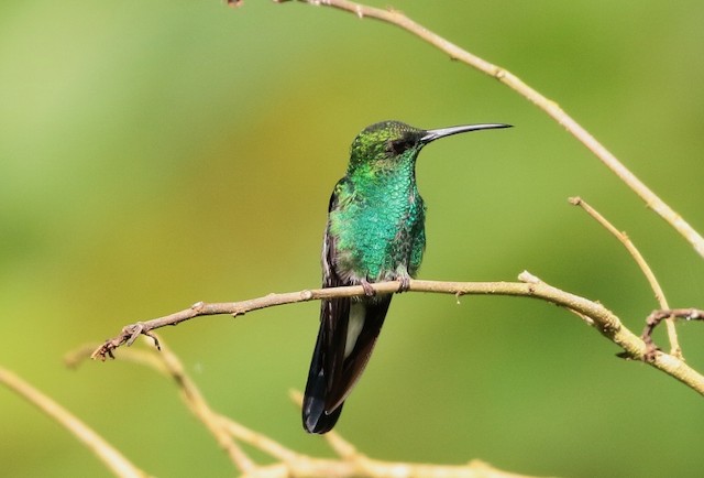 White-vented Violetear - eBird