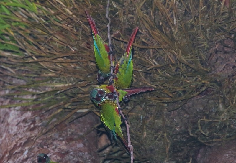 Boyalı Papağan - ML205384701
